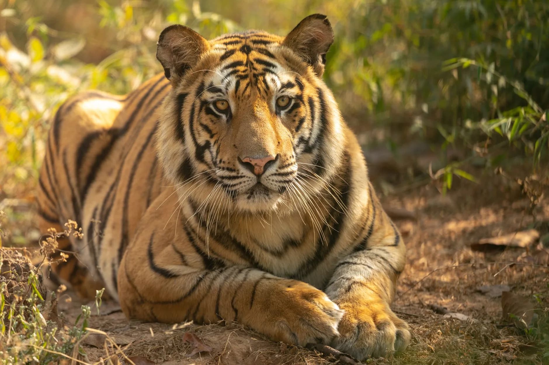 Bandhavgarh Tiger Safari