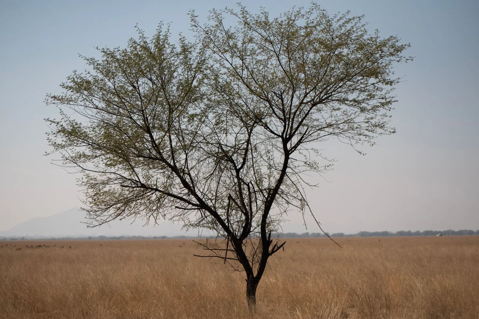 Jawai Leopard Safari — cover photo