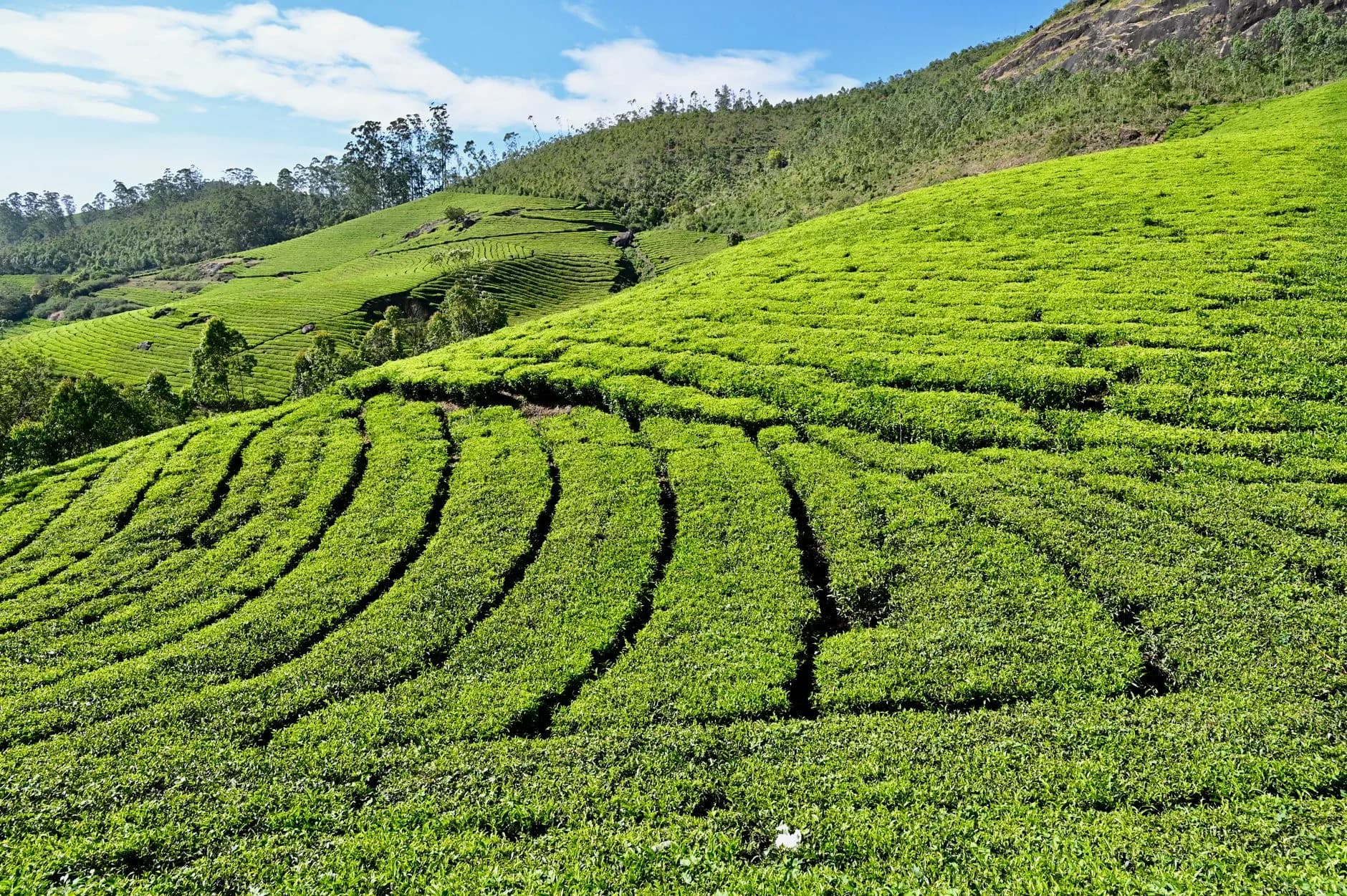 Munnar — Tea Hills Escape — cover photo