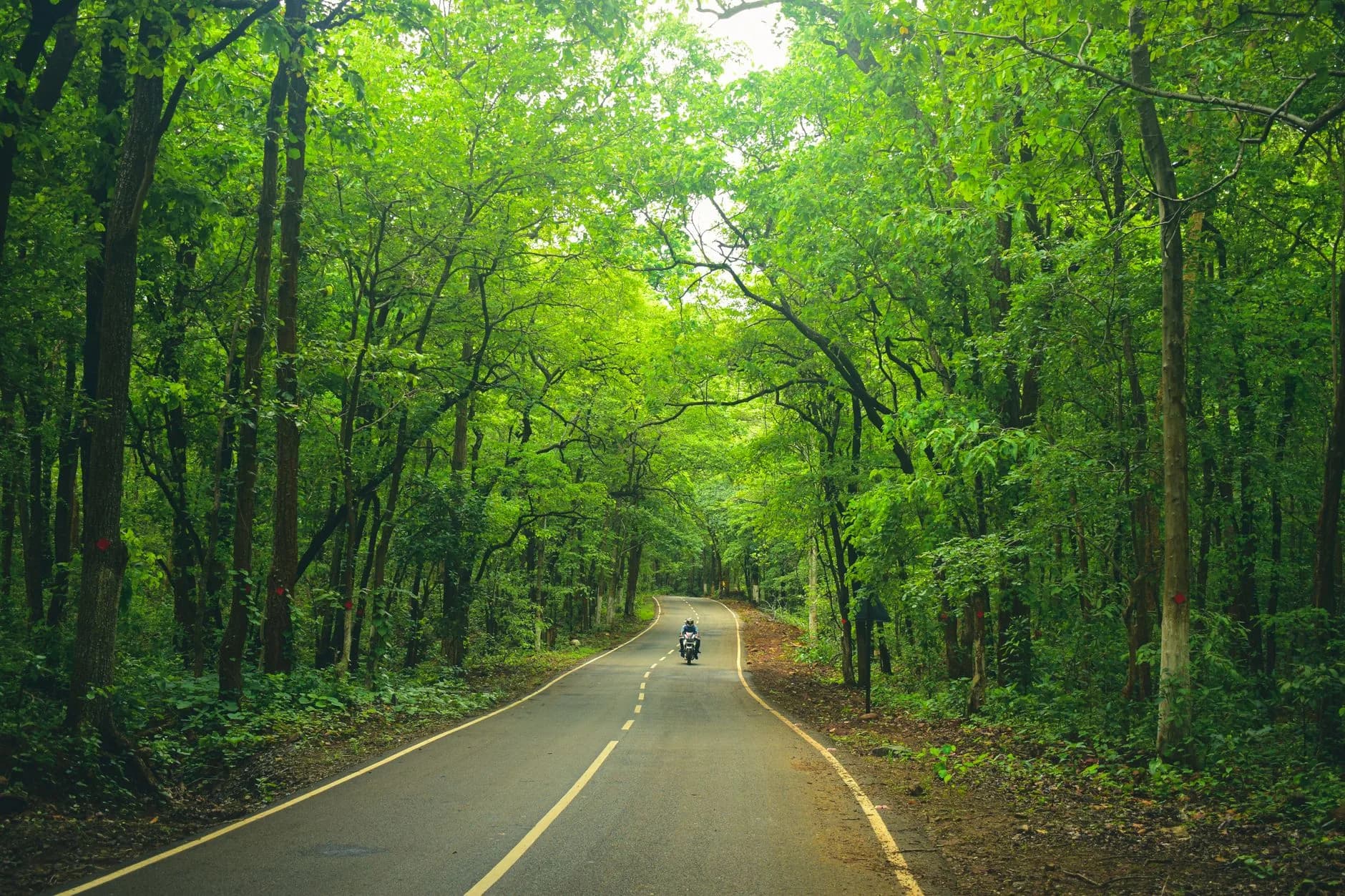 Saptasajya Forest Trails