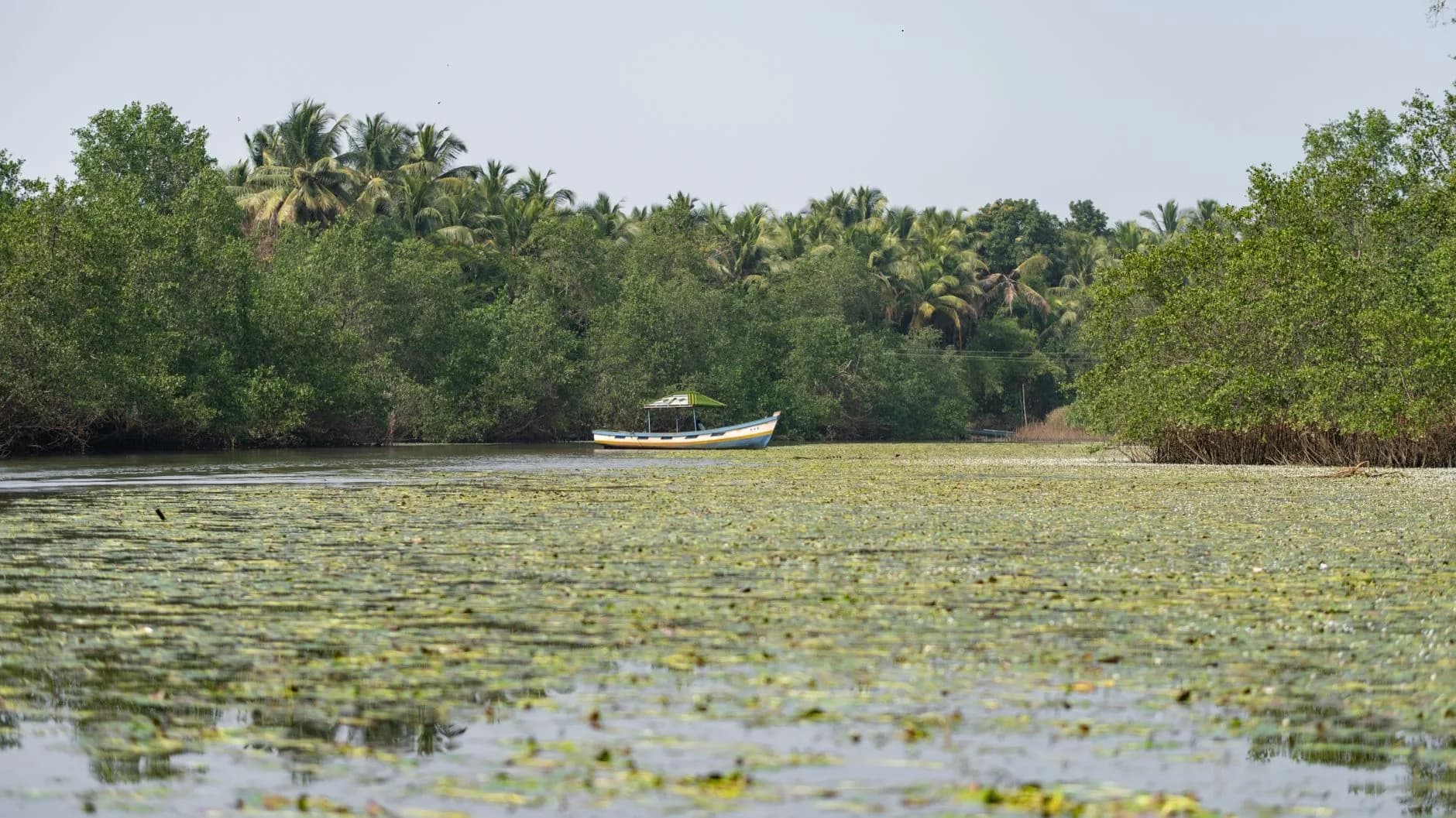 Bhitarkanika Mangroves — Crocodile Creeks