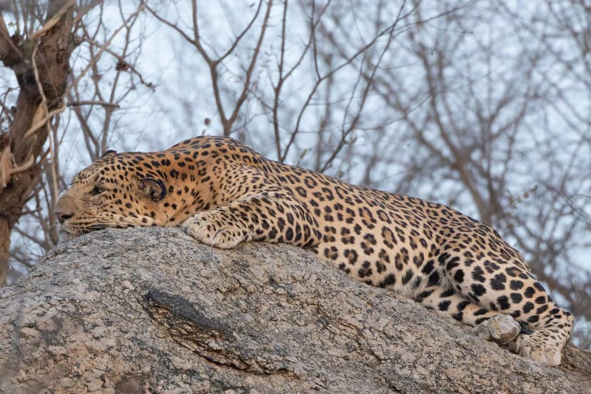 A Jawai leopard stretched out on the granite