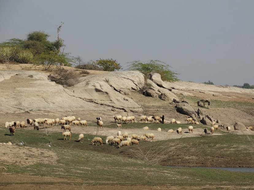 Rabari flocks grazing by the Jawai reservoir