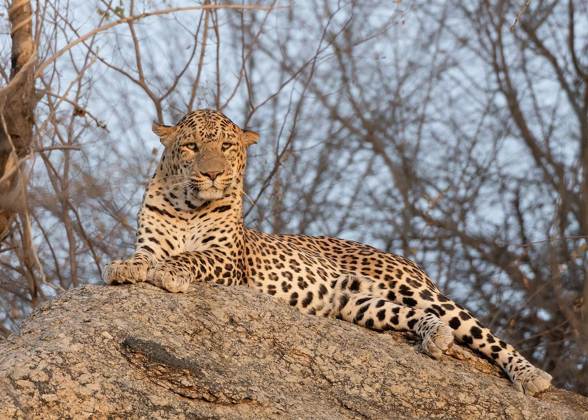Jawai + Udaipur Group Trip — cover photo