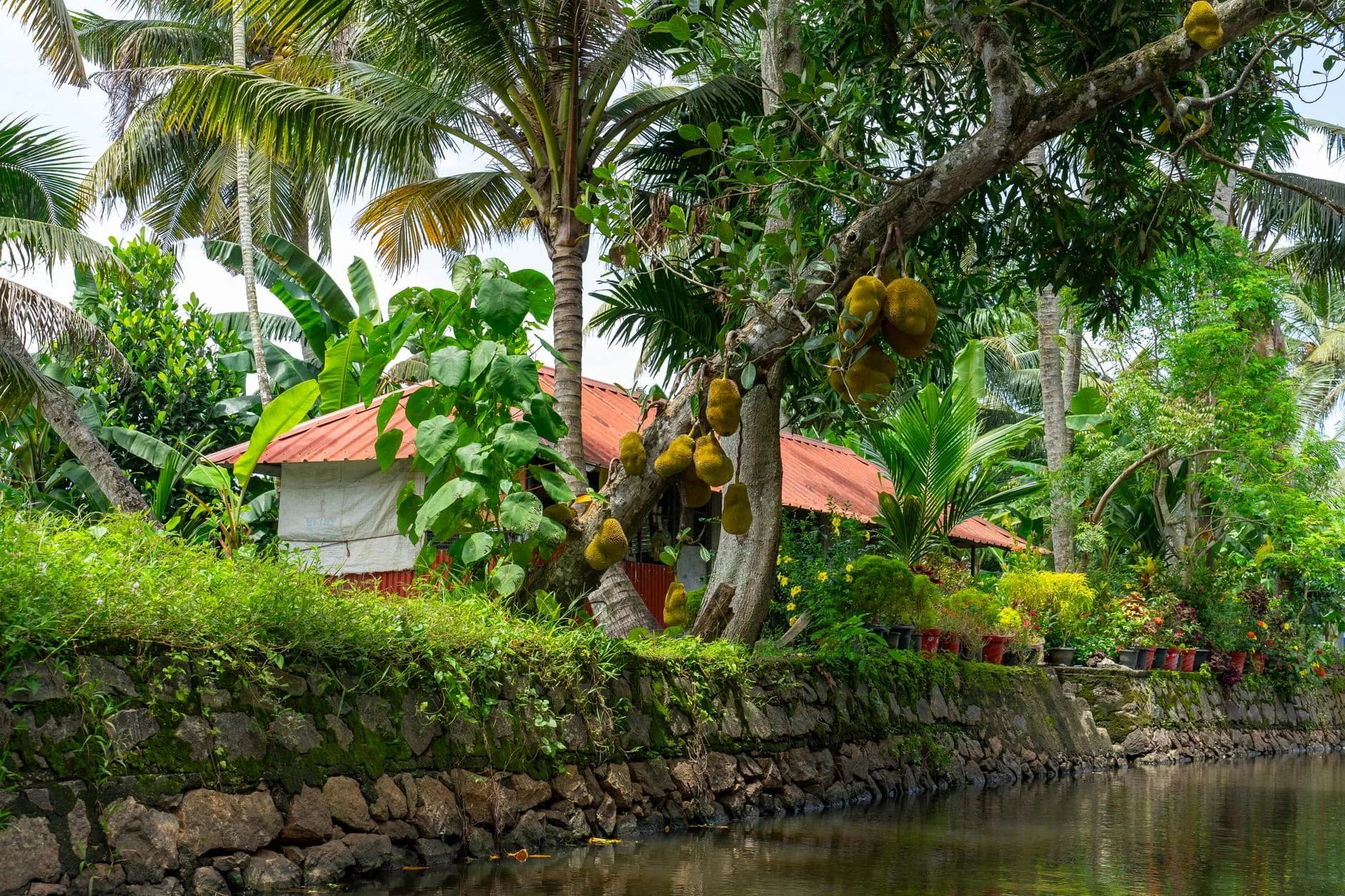 Kerala Ayurveda Panchakarma Retreat