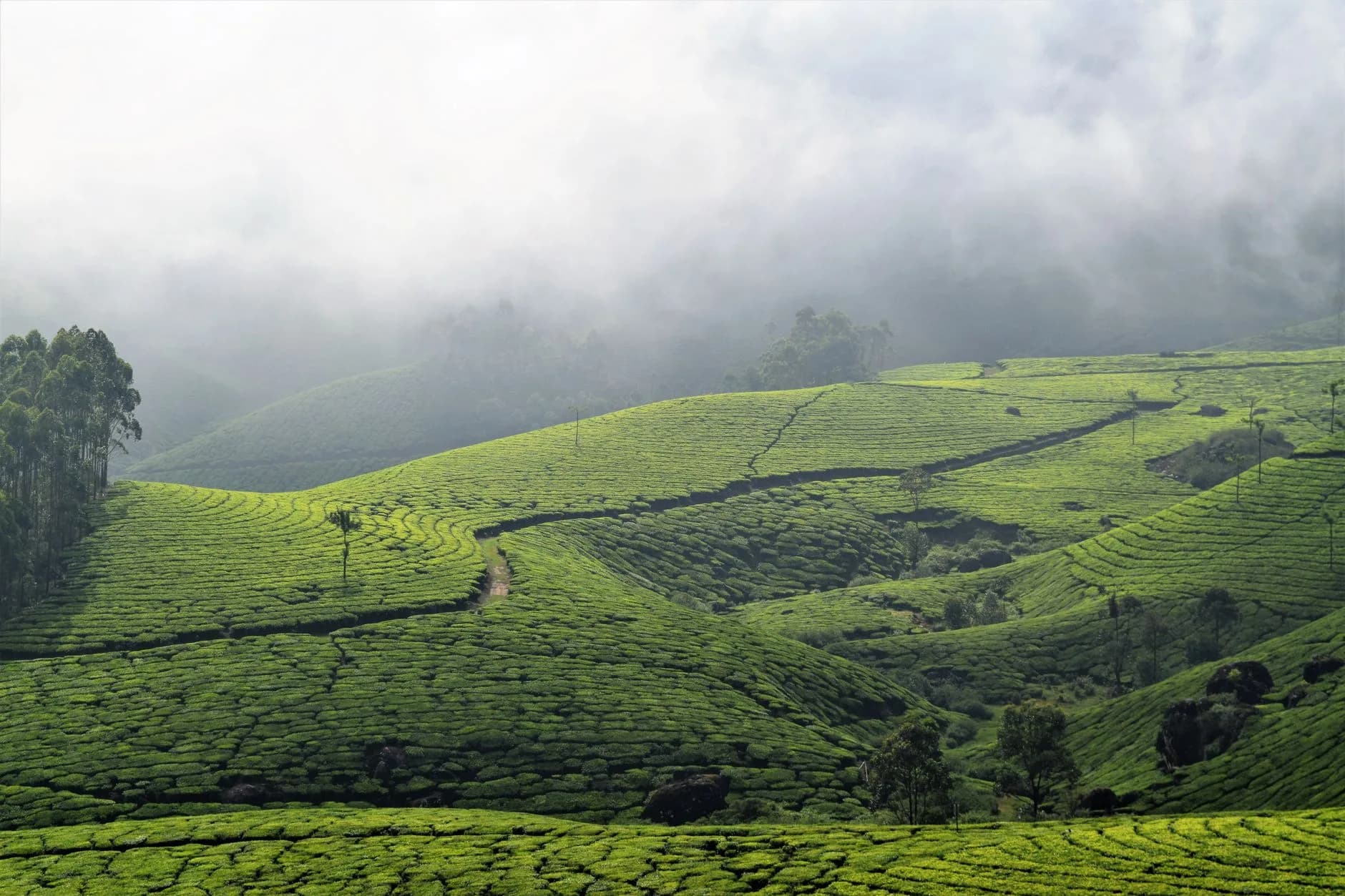 Kochi + Munnar + Varkala — Hills to Coast
