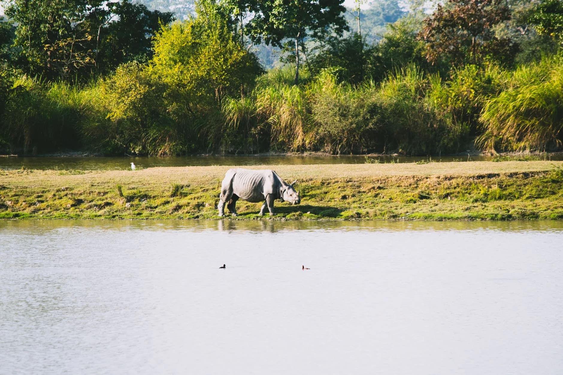 Meghalaya + Kaziranga — Root Bridges & Rhinos — cover photo