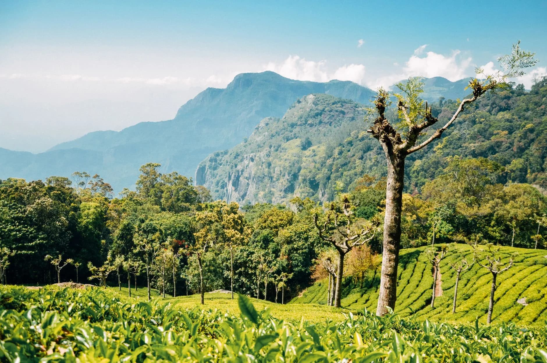 Munnar + Thekkady + Alleppey Classic