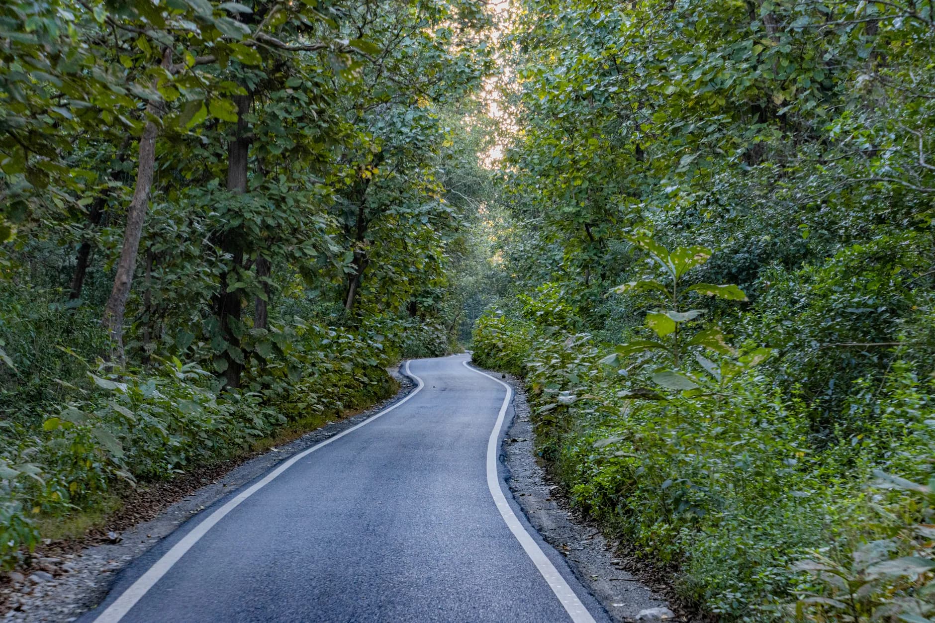 Nainital + Jim Corbett — Lakes & Wildlife