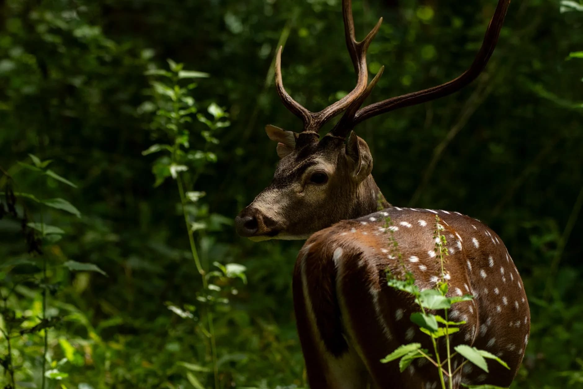 Wayanad Escape — Peaks, Caves & Bamboo — cover photo